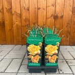 Ruža mnohokvetá (Rosa floribunda) 'GARDEN PRINCESS' - výška 10-20 cm, kont. P11